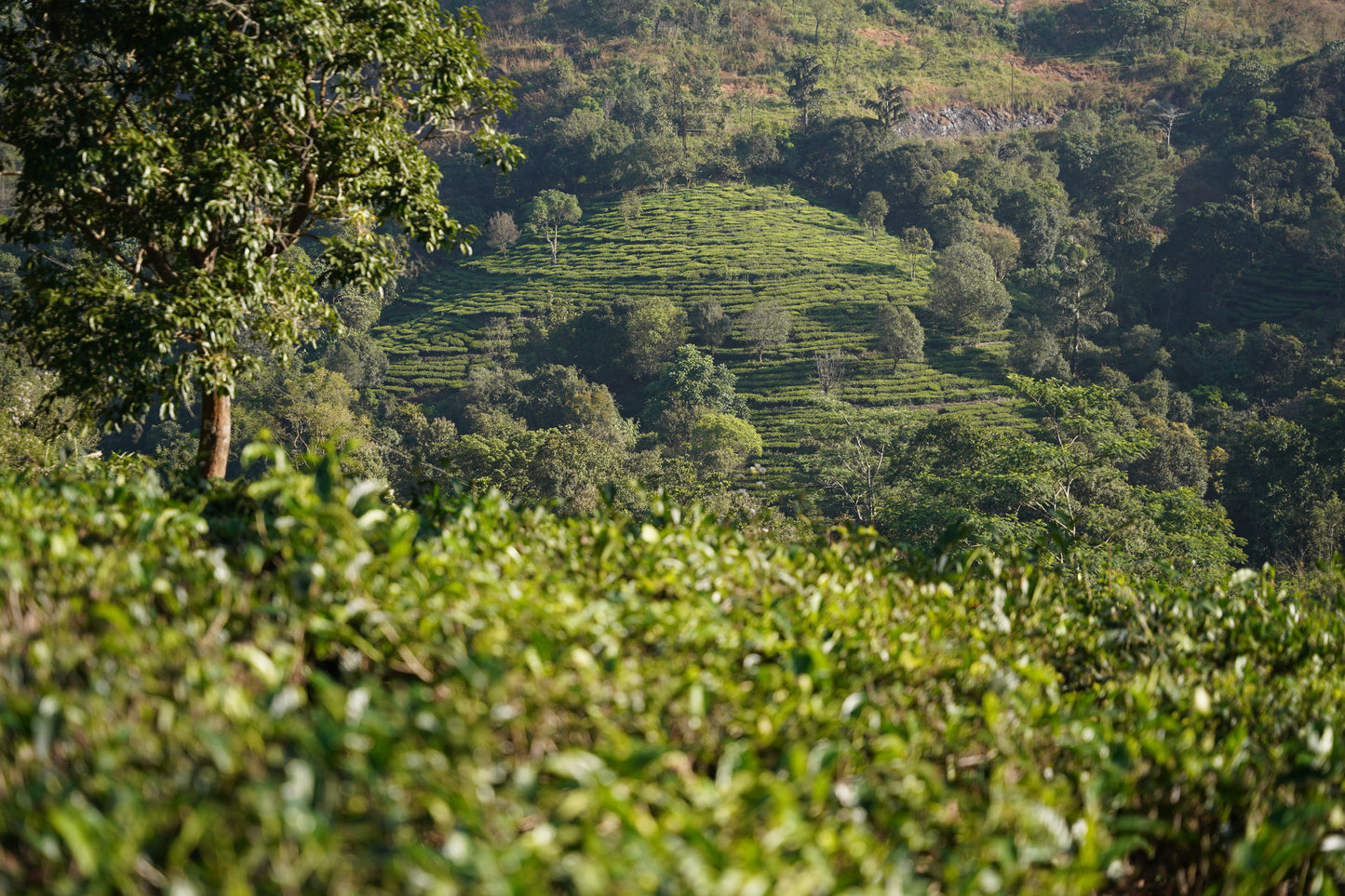 🌿 Munnar Tour Package for Couples | Gift a Romantic Hill Escape